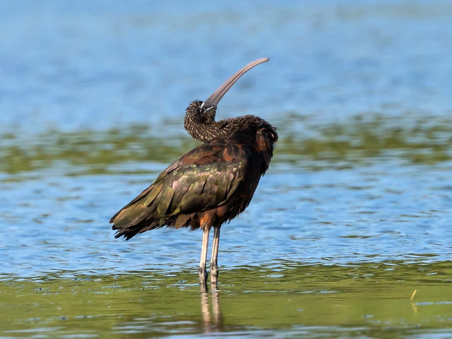 Glossy Ibises — Susan Kirby